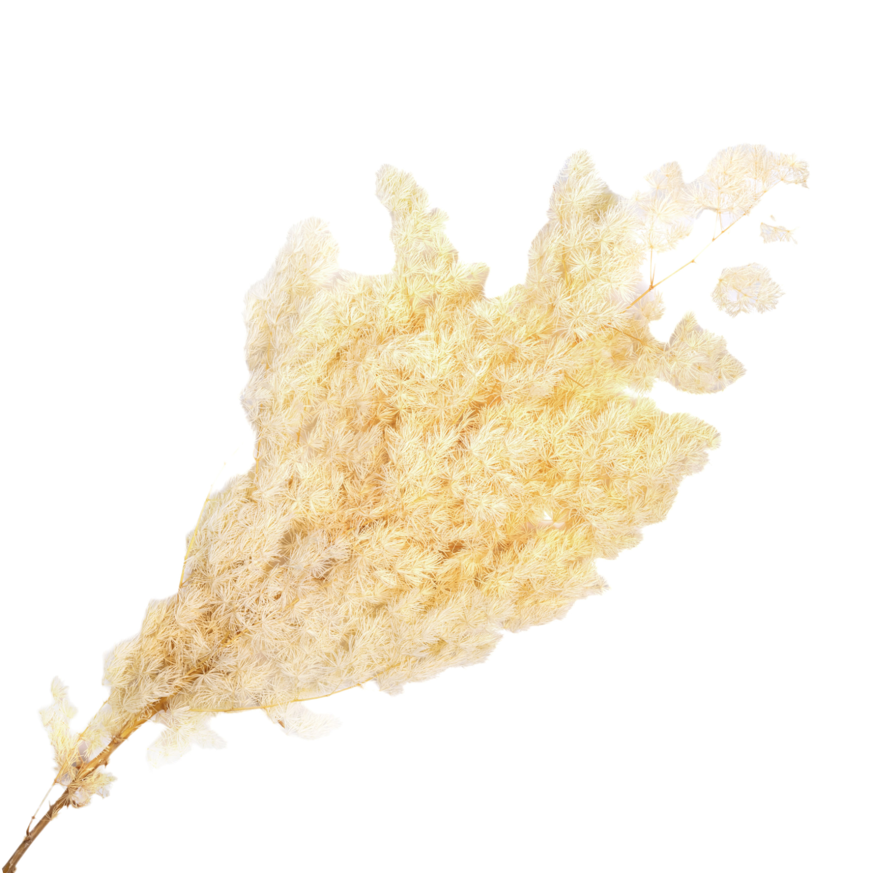 Preserved asparagus bundle